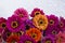 Pile of beautiful, colorful zinnias with white background