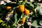 A pile of beautiful yellow kumquats growing on the tree.