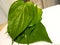 A pile of betel leaves on white paper