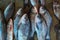 pile of big catla indian river carp fish for sale and arranged in line