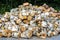 Pile of birch logs