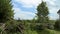 Pile of Branches and Limbs on Farm