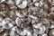 Pile of bright silver thumbtacks background