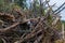 Pile of broken branches trunk trees blockage storm closeup background forest cleaning hurricane