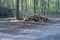 a pile of brown pine tree logs on the ground