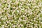 Pile of budding fresh arabian jasmine flowers for background at Bangkok flower market, Thailand