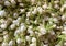 Pile of buds of fresh jasmine flowers for background