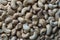 Pile cashew nuts without shell, closeup, top view. Whole nut kernels