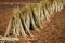 Pile of cassava stem cuttings.