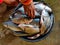 pile of catla indian river carp in plastic basket for sale close view of catla carp HD