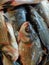 pile of catla indian river carp in plastic basket for sale close view of catla carp HD