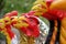 Pile of ceramic rooster figure sculpture