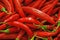 Pile of chili peppers as background