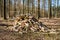 A pile of chopped beech wood in the forest