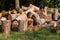 A pile of chopped wood. Harvesting logs. Firewood sawing