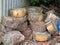 Pile of circular cut logs drying in corner of rural carpark