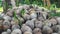 A pile of coconuts near a coconut tree