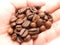 A pile of coffee beans in the palm of the hand.It can be made into drinks and beverages,like latte,cappuccino, espresso.
