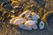 Pile of collected white seashells laying in the sand, tropical beach background