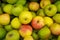 Pile of colorful ripe apples closeup