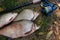 Pile of the common bream fish, crucian fish or Carassius, roach fish on the natural background. Catching freshwater fish and