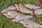 Pile of the common bream fish, crucian fish, roach fish, bleak f