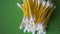 A pile of cotton swabs on a green surface, close-up video. Lots of cotton buds.