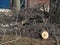 Pile of cut branches and chestnut trunks on the ground, after process of the pollarding trees. Spring pruning of trees for a dense