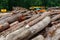 A pile of cut logs in the forest. Logging near a sawmill in a rural area, with fallen wood