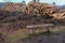 Pile of cut logs on heathland with bench in foreground