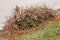 Pile of cut old dry tree branches with autumn fall leaves on them, waste garbage trash on ground