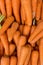A pile of Danvers or medium sized carrots for sale at local public market