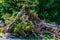 Pile of dead wood and tree stumps in front of green forest edge