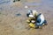 Pile of different shells and clams in shallow water at low tide