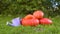 Pile of different sized orange pumpkins and a small purple garden watering can in the market lies on green grass on a background o