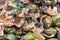 Pile of drying coconut peels on the ground