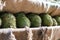 Pile of durians after harvest are arranged on rear of pick-up truck before transport.