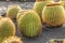 Pile of Echinocactus grusonii, cactus typical of southern hemis