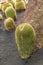 Pile of Echinocactus grusonii, cactus typical of southern hemis