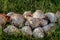 A pile of empty seashells lie in the green grass close up