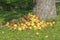 Pile of fallen apples