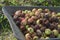 Pile of fallen rotten apples closeup