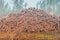 A pile of felled and marked trees stacked at a logging site