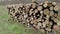 Pile of felled pine trees felled by the logging timber industry.