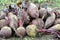 In a pile on the field are harvested red table beets