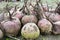 In a pile on the field are harvested red table beets