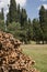 Pile of firewood or fuelwood with pine trees at the background o