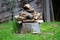 Pile of firewood stacked on top of large tree stump surrounded with uncut grass and barn in background