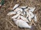 Pile of fish on withered grass with bright float