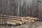 Pile of folded logs of trees lie on the ground in the forest.